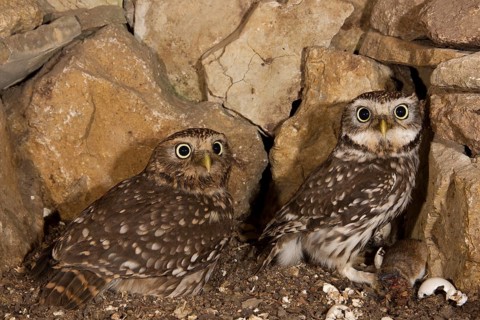 Little owl