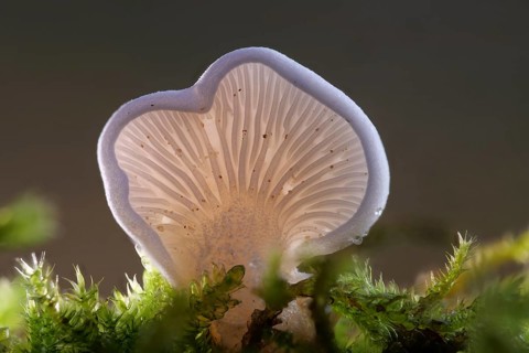 Common stump-foot