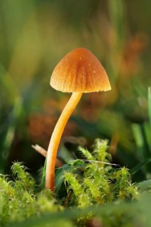 Orange bonnet