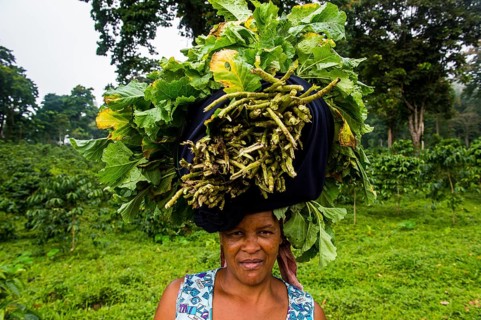 Woman carries a huge stack of vegetables on her head