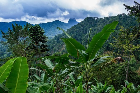The wild jungle interior of Sao Tome