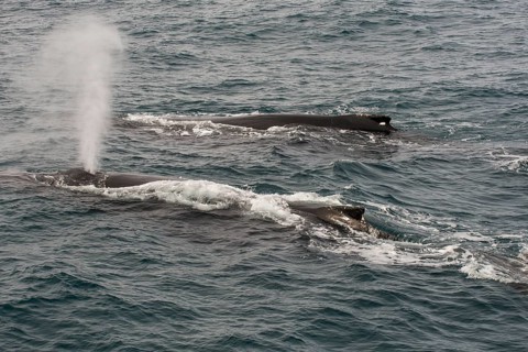 Humpback whale