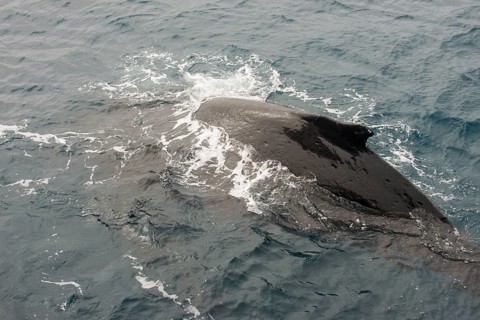 Humpback whale