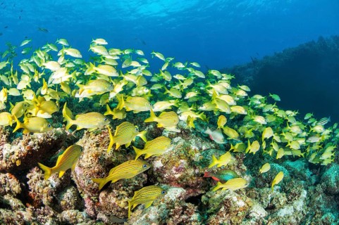 School of yellow grunts