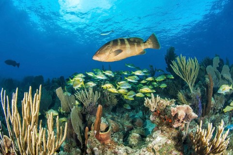 Nassau grouper