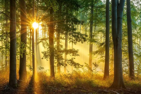 Light-flooded natural open beech forest on the Finne mountain range