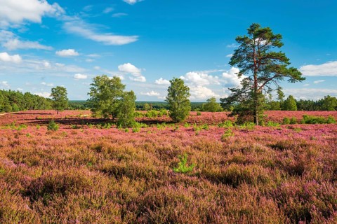Typical heath landscape with flowering heather at Wietzer Berg