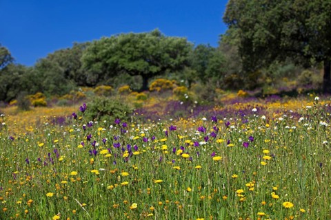 Flowering meadow with holm oaks