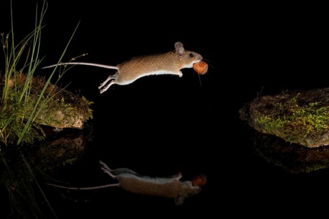 Yellow-necked mouse
