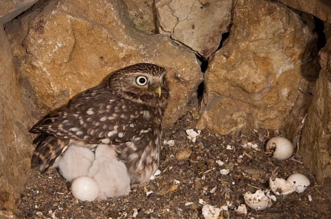Little owl