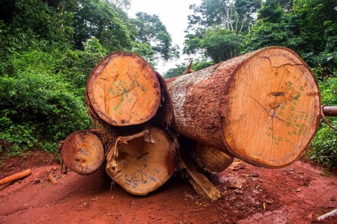 Logging truck