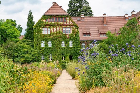 Path between flower beds with blooming summer flower-bed