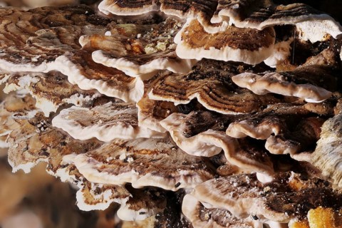 Phellinus igniarius