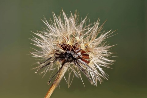 Seed stand of the meadow pippa