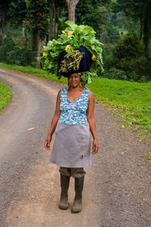 Woman carries a huge stack of vegetables on her head
