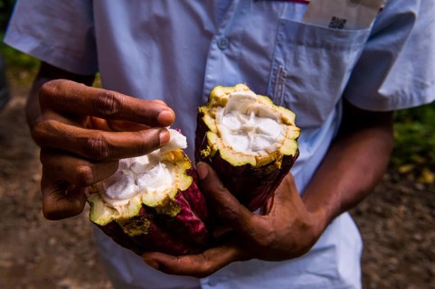 Man holding a open cocoa bean