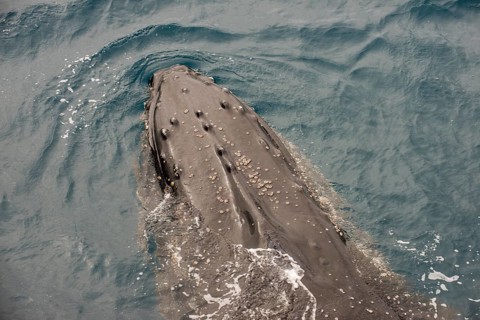 Humpback whale