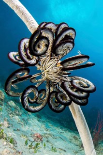 Cenometra bella