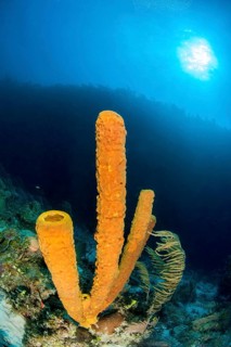 Yellow tube sponge