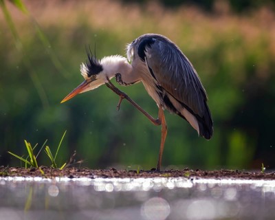 Grey heron