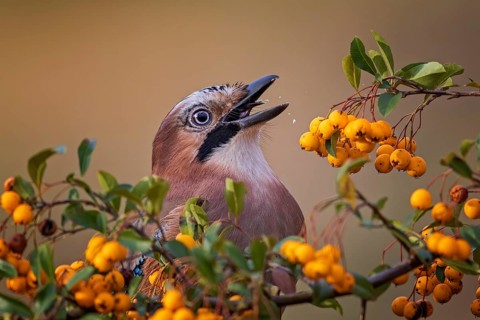 Eurasian jay