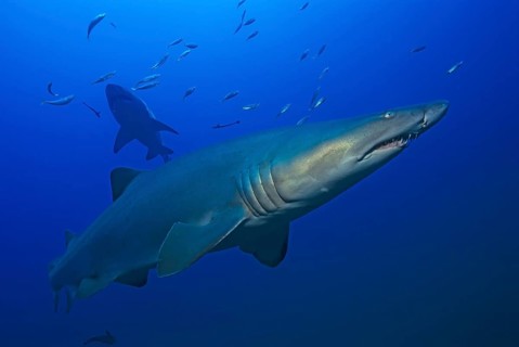 Sand tiger shark