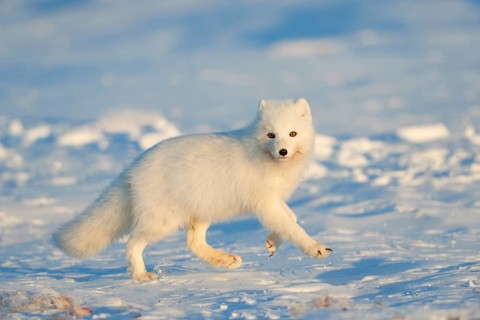 Arctic fox