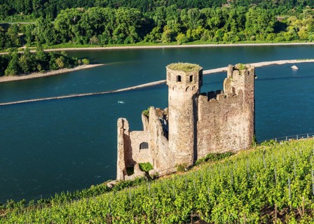 Ehrenfels Castle Ruin in the Vineyards on the Rhine