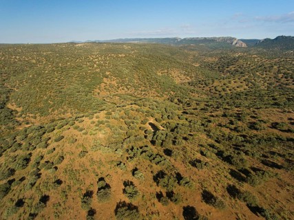 Dehesa