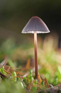 Common bonnet