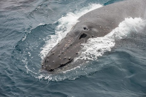 Humpback whale