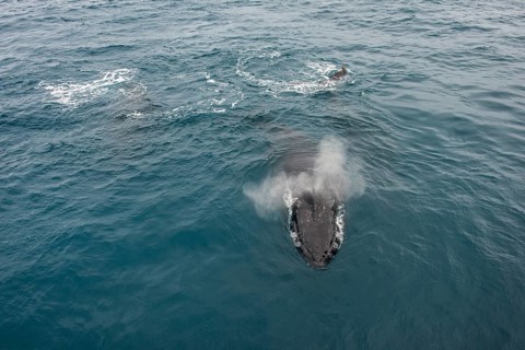 Humpback whale