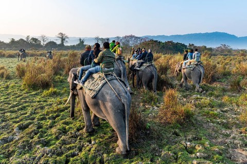 Early morning elephant ride on elephants through the elephant grass