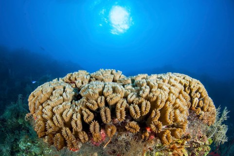 Smooth flower coral