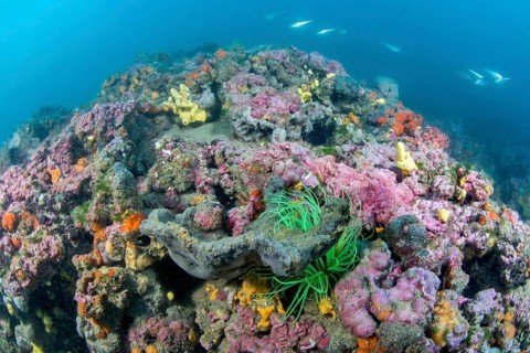 Coralligenous reef in Gulf of Lion