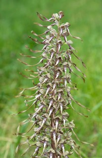 Lizard orchid