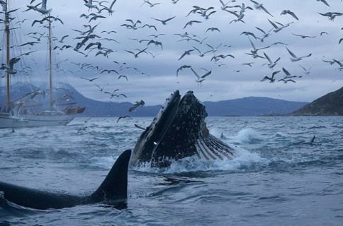 Surfacing humpback whale