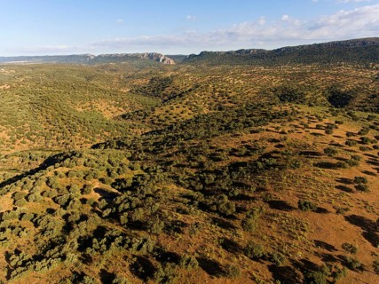 Dehesa