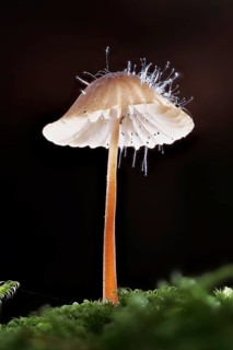 Mycena metata