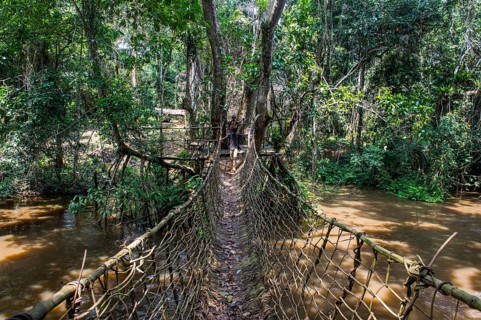 Hand made vine bridge in the Unesco world heritage sight Dzanga-Sangha Park Central African Republic