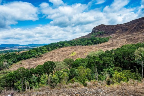 Padges of rainforest in the savannah of the Unesco world heritage sight Lope national park