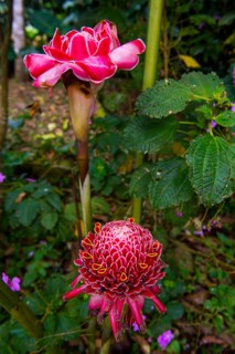 The porcelain rose