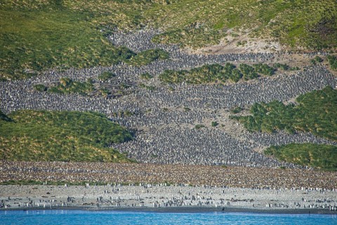 Giant King penguins