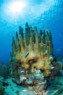 Pillar coral
