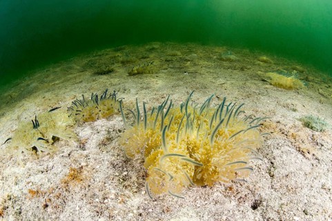 Mangrove jellyfish