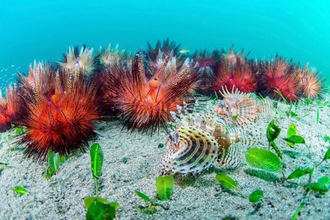 Blue-spotted urchin