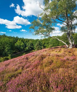 Typical heath landscape with flowering heather and birch trees on hill