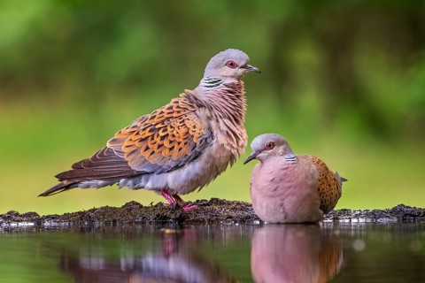 Turtle dove