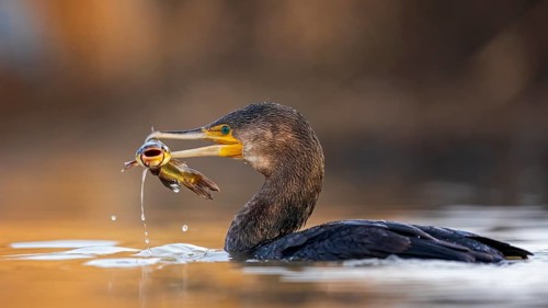 Great cormorant