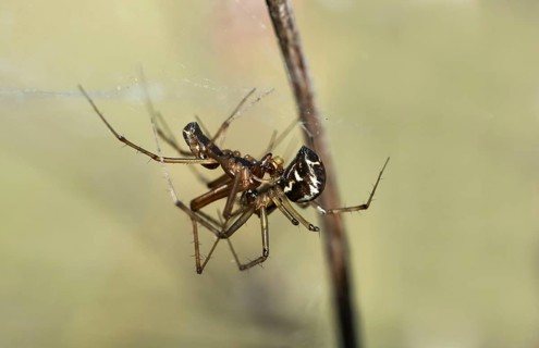 Mating of the common canopy spider